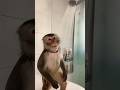 funny 🐒 #funny #monkey #youtubeshorts #viral