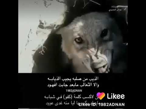 كن ديب إن لم تكن ذئبا أكلتك الذئاب