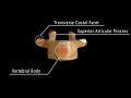 Anatomy of the vertebral column a fascinating overview