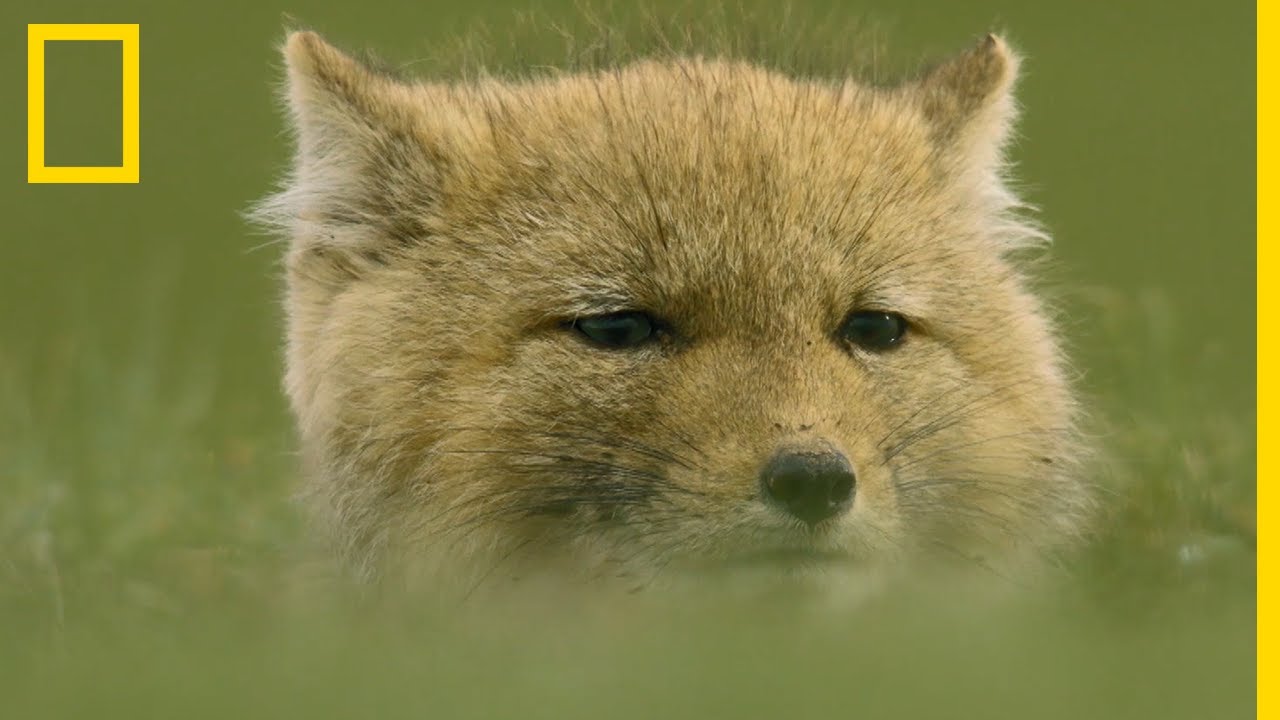 Des Ruminants Envahissent Le Terrain De Chasse De Renards Du Tibet Youtube