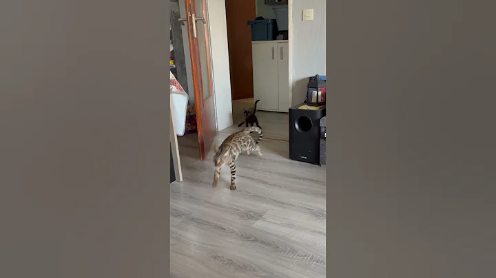 Watch the video about Teddy spielt mit Neuzugang Kitt . Bengal vs Savannah 😆 noch ist Kitt klein. #cat #bengal #savannah