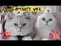 Apollos wife  british shorthair cats having a date