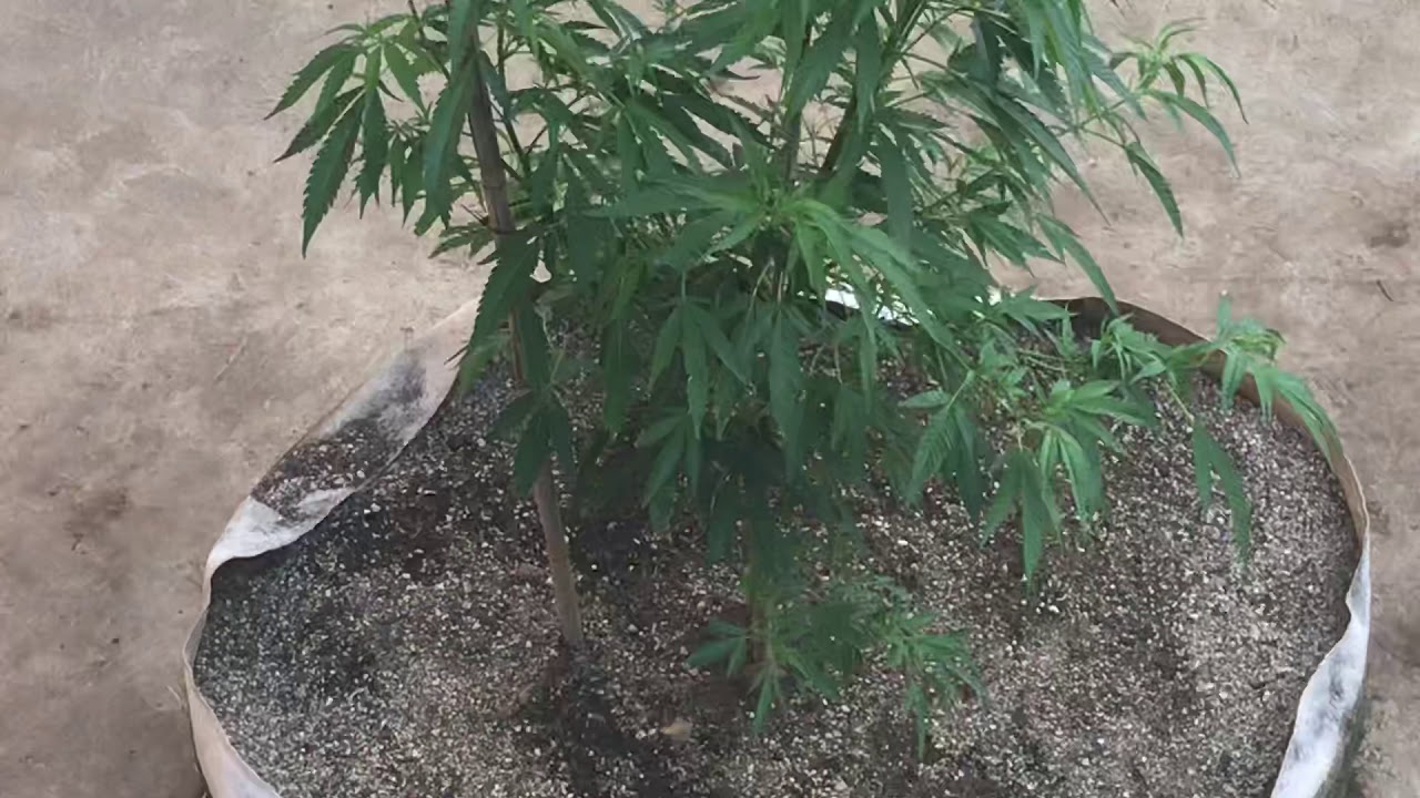 Update 2020 outdoor grow gelato in NorCal