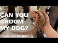 CAN YOU GROOM MY DOG? (Walking My Skink Around Town)