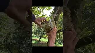 durian monthong fruit with tasty delicious flesh #shorts