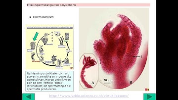 STUDY  OF ALGAE IDENTIFICATION