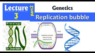 3b-DNA replication part2-Replication bubble-Genetics
