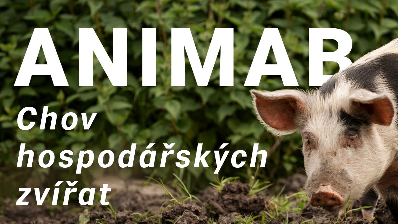 🐄 ANIMAB 🐄 Chov zvířat budoucnosti! Moderní technologie + welfare ...