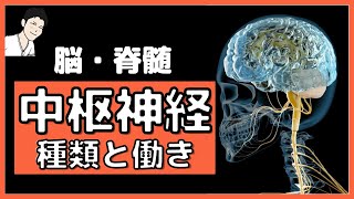 ①【大脳・間脳・小脳・脳幹・脊髄】中枢神経の覚えるべきポイントはコチラ（看護、薬学生向け）