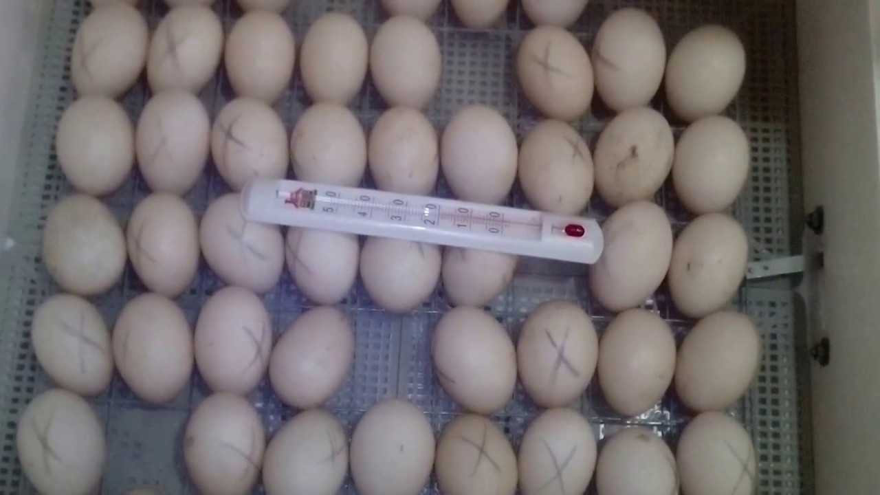 Куры несушки инкубаторы. Инкубатор 104 гусиные яйца. Инкубатор Несушка Утиные яйца. Яйца индоутки в инкубаторе. Инкубация утиных яиц в инкубаторе.