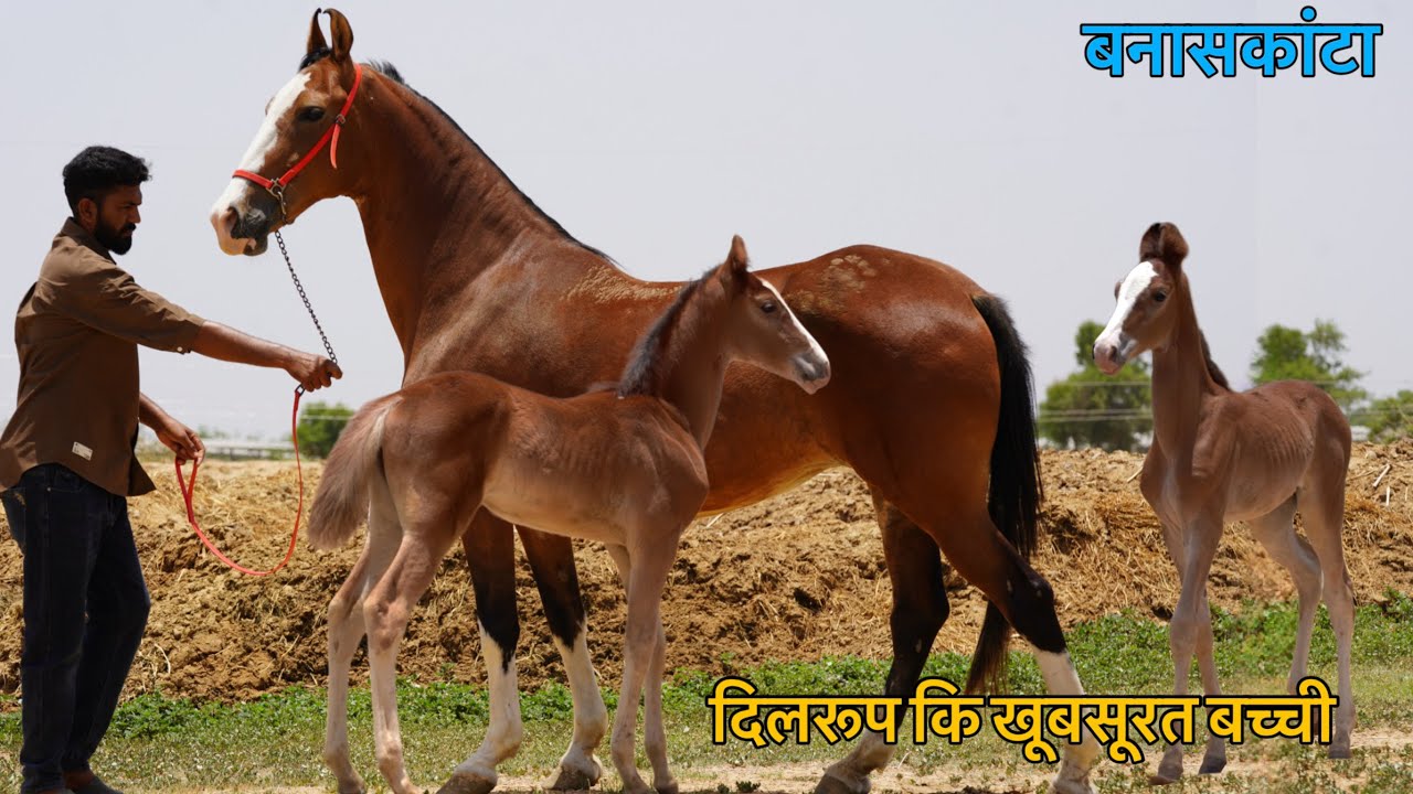 चैंपियन घोड़ो के बच्चे को टक्कर देता बनासकांटा का दिलरूप घोड़ा