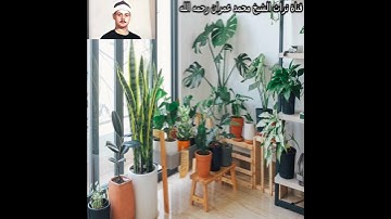 الشيخ السعيد عبدالصمد الزناتي مقطع من سورة العاديات