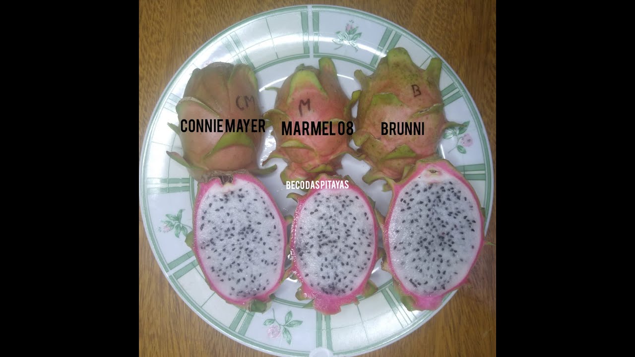 PITAYA CONNIE MAYER x MARMEL 08 x BRUNNI!!!
