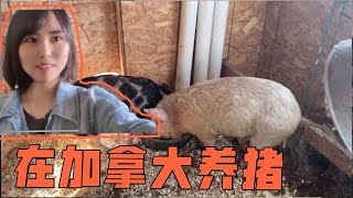 江苏姑娘移民加拿大，竟在农场养猪！国外养猪贵吗？实拍买猪全过程