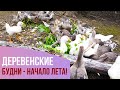 Деревенский будни. Начало лета.