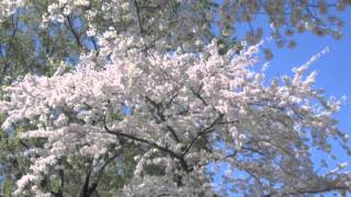 Chery Blossom Dc 2011