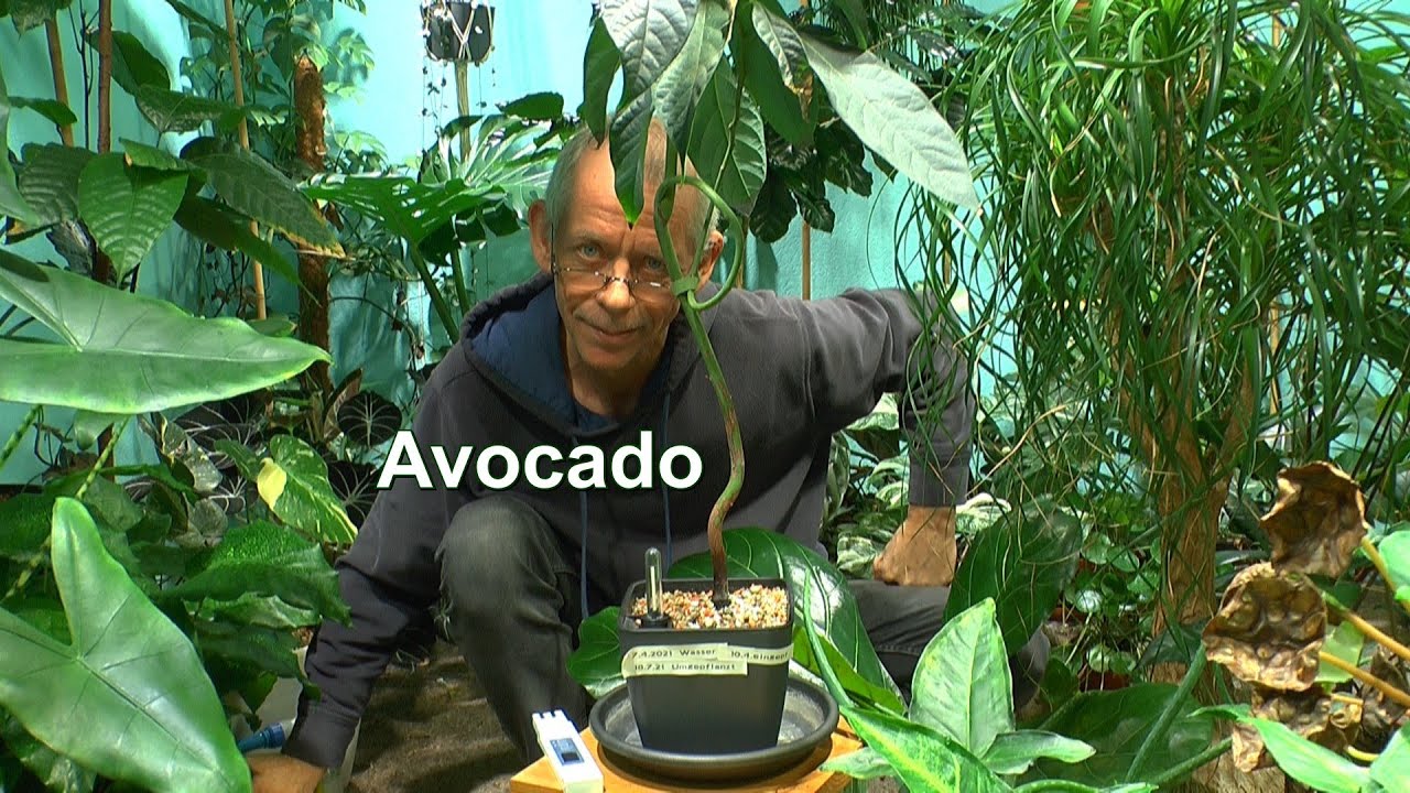 Avocado Pflanze Baum. Wie dnge ich und wie giee ich und wie pflege ich  die Avocado