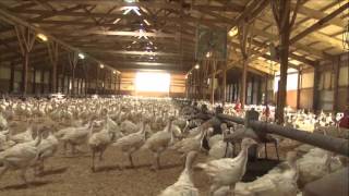 Turkey Tracks: Turkey Farming - A Family Business