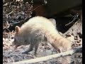 Trail Cam Video, ALBINO RACCOON in the swamp.
