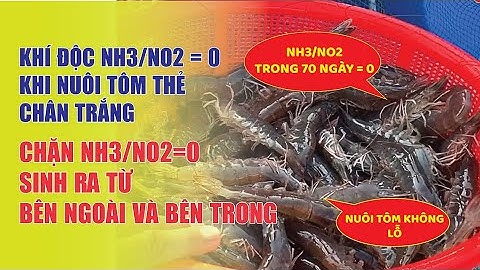 Khí độc NH3/NO2=0 khi nuôi tôm thẻ chân trắng | CNC, STC