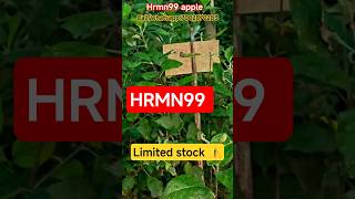 hrmn99 APPLE PLANTS🍎 fresh and healthy plantsfor you at reasonable price #hrmn99 #appleplant