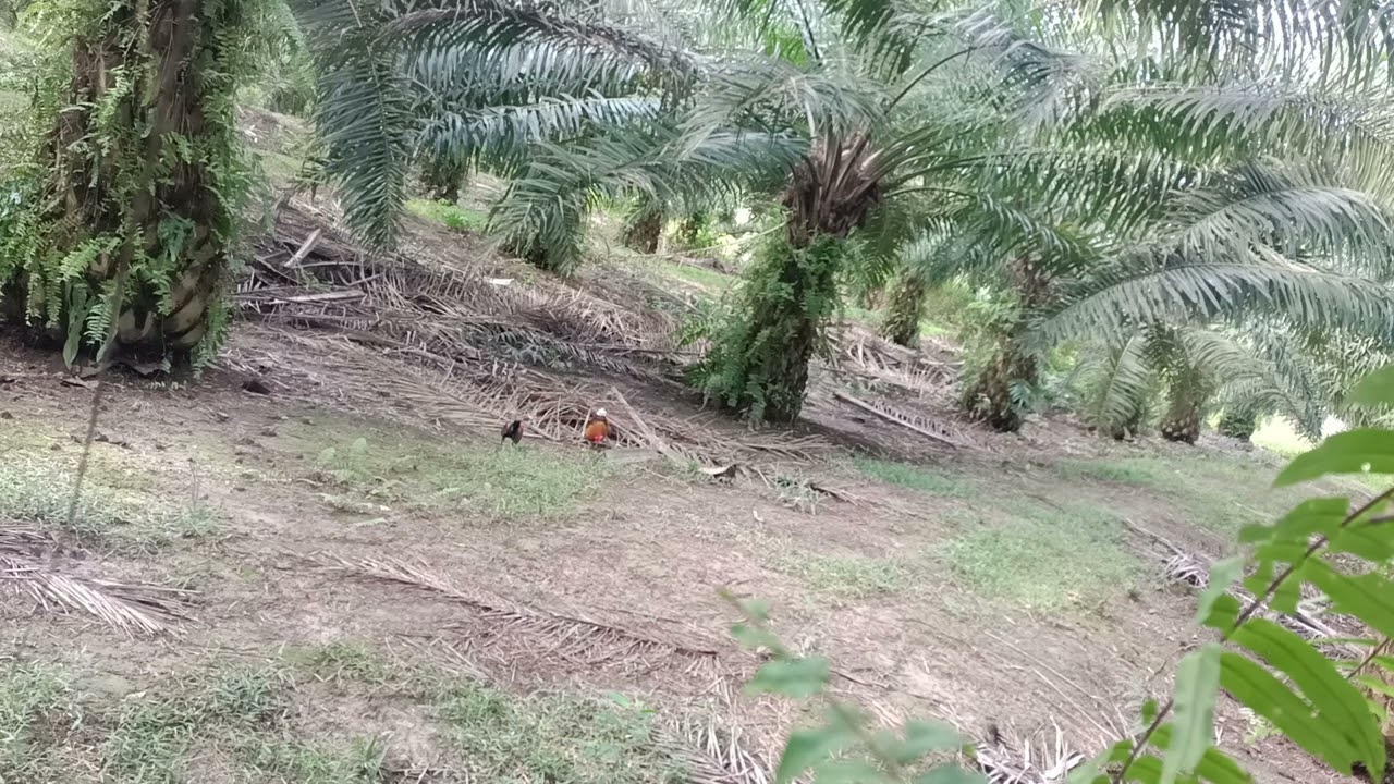 Ajar anak Muda ( c KECIK jr 