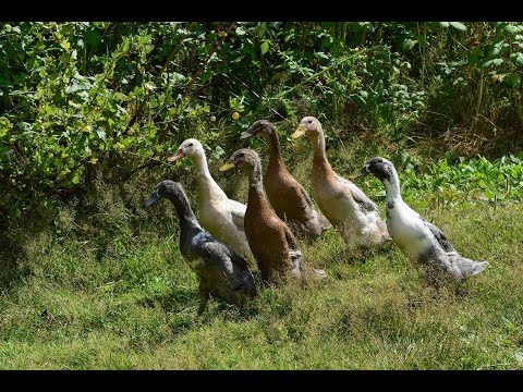 Video: Enten gegen Hühner: Die Vorteile der Aufzucht von Enten