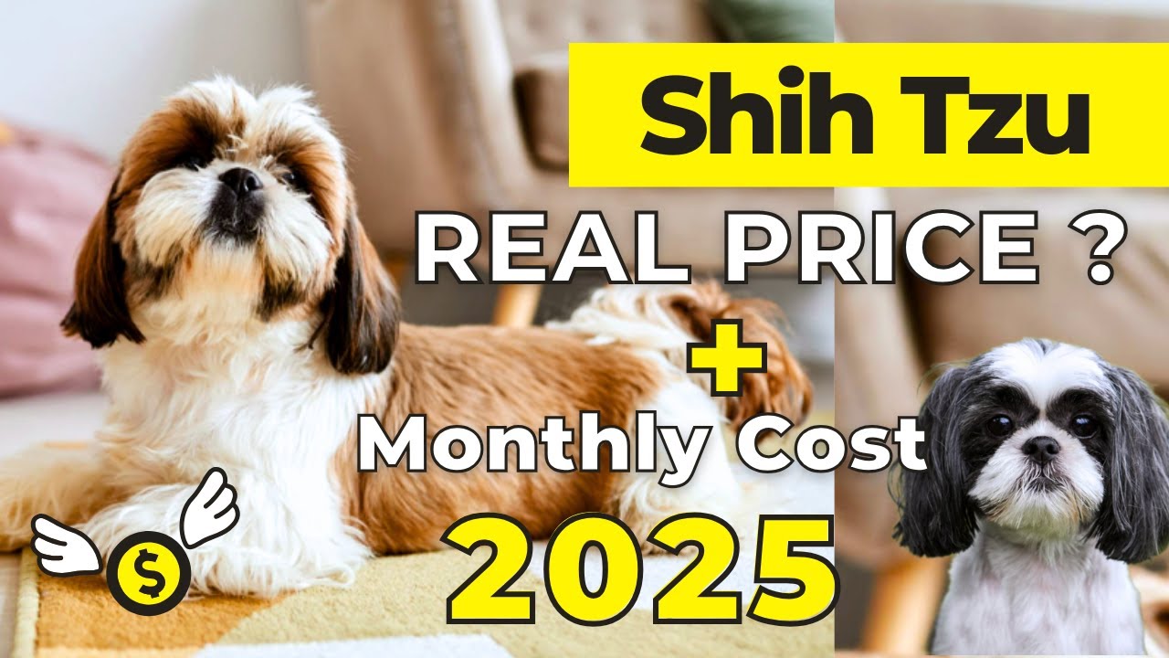 Shih Tzu Price In India 2025 | Shih Tzu Price and Monthly Cost - YouTube
