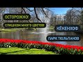 Кёкенхоф. Парк тюльпанов. Дальнобой по Европе.