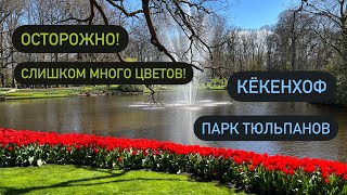Кёкенхоф. Парк тюльпанов. Дальнобой по Европе.