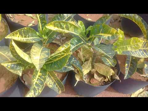 Vídeo: Croton perdendo a cor: o que causa plantas de croton com folhas desbotadas