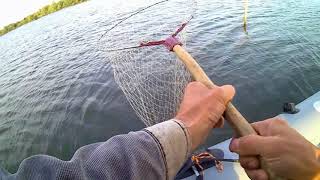 Щука, - Беляевские карьеры, 06.09.18. - Рыбалка с дымком.