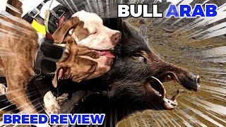 Bull Arab Breed Review | Aussie Pig Hunting Dog | Billa Boyka |