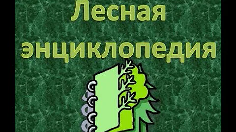 По страницам Лесной видеоэнциклопедии