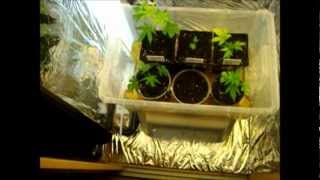 Clone Update 3