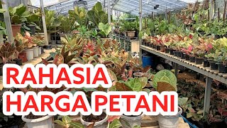 Aglonema bermutu harga ramah di saku