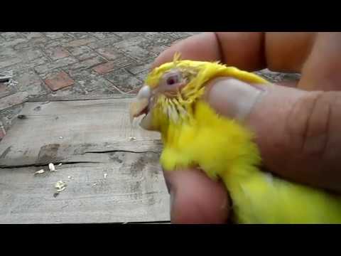 Budgies Mein Eyes Infection Ka Treatment