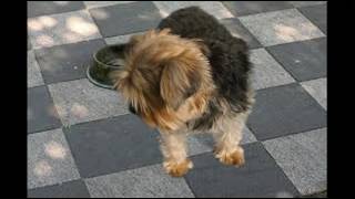 chow yorkie mix