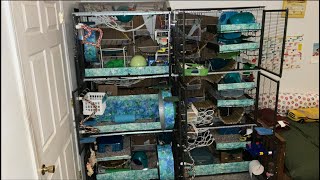 Blue and Green Themed 6 Unit Critter Nation Rat Cage Tour!