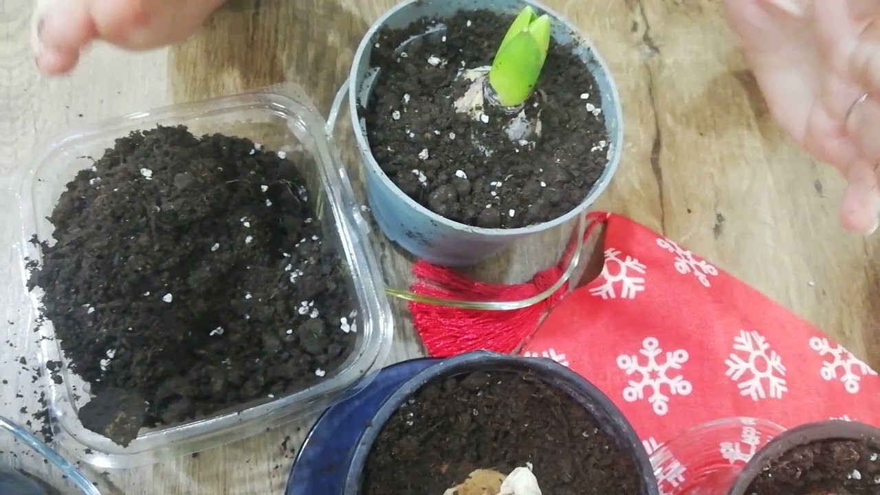 Soğanlı Çiçek Dikiminde Yapılan Hatalar,Çiçek Açacak Soğan Nasıl Seçilir?HelleBorus(Orman/Noel Gülü)