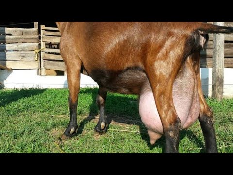 Barbri Goats #shorts #viral