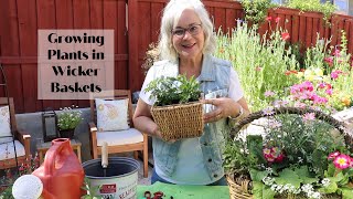 Growing Plants in Wicker Baskets | Container Gardening