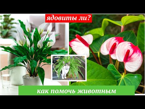 ЯДОВИТ ЛИ СПАТИФИЛЛУМ И АНТУРИУМ ? ПЕРВАЯ ПОМОЩЬ ПРИ ОТРАВЛЕНИИ СОКОМ ЯДОВИТЫХ РАСТЕНИЙ #oldenburgru