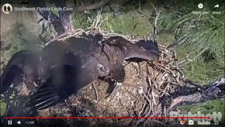 SWFL Eagles * Both E's Get Fish!! * M15 Delivers 2 Fish Within 6 Minutes * 4/14/19