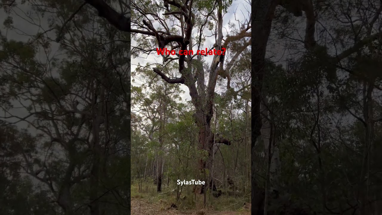 WHO CAN RELATE? OLD BIG TREE WITH KAPRE? 