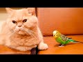 The cat and the budgie became best friends prproj