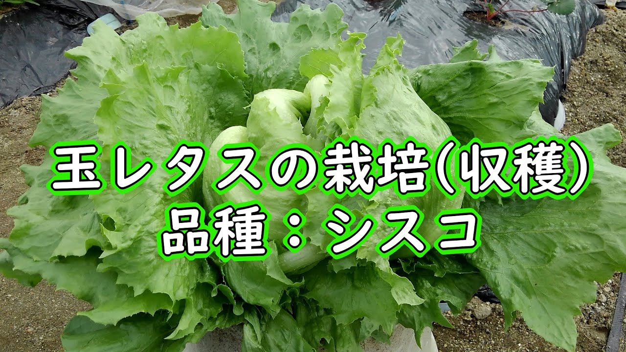 玉レタス 結球するレタス の栽培 収穫時期になりました 有機栽培でおいしい野菜作り