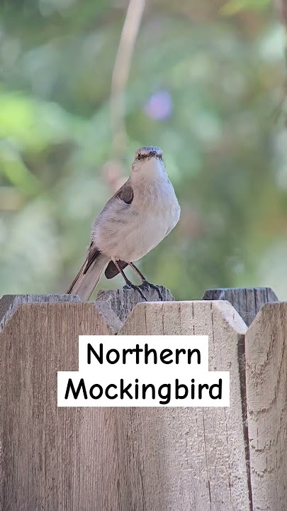 Northern Mockingbird singing on a wooden fence - Escondido, CA, USA 🇺🇸