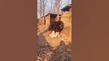 Big Balu On Bakarwal Dog 