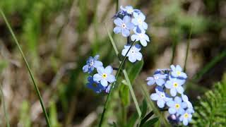 Весенние Цветы. Spring Flowers